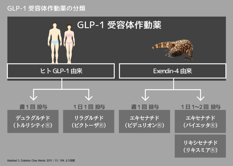 GLP-1受容体作動薬の分類