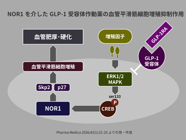 糖キング第61話「GLP-1RA vs. SGLT2Iどっちが血管保護してる？」：NOR1を介したGLP-1受容体作動薬の血管平滑筋細胞増殖抑制作用　（Pharma Medica 2026;43(1):21-25より引用）　野見山崇