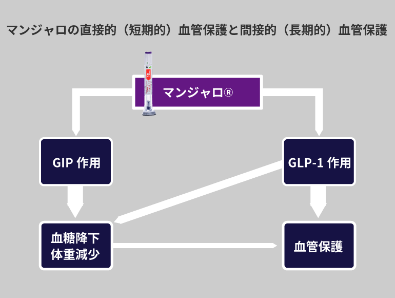 糖キング第63話「SURPASS-CVOTの結果を深読みする」:マンジャロの直接的(短期的)血管保護と間接的(長期的)血管保護 野見山崇